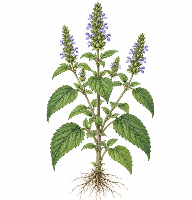 Chia