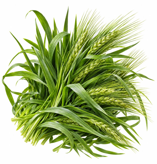 Gerstengras