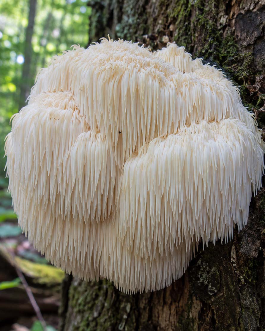 Hericium