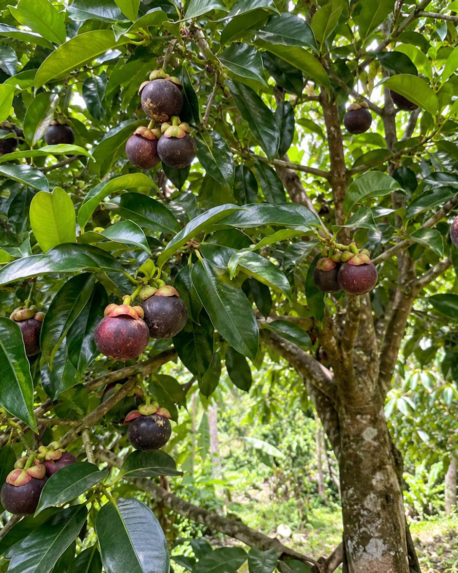 Mangosten
