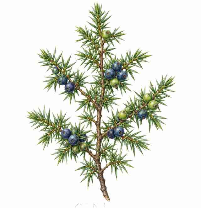 Wacholderzweig mit grünen unreifen und blauen reifen Beerenzapfen