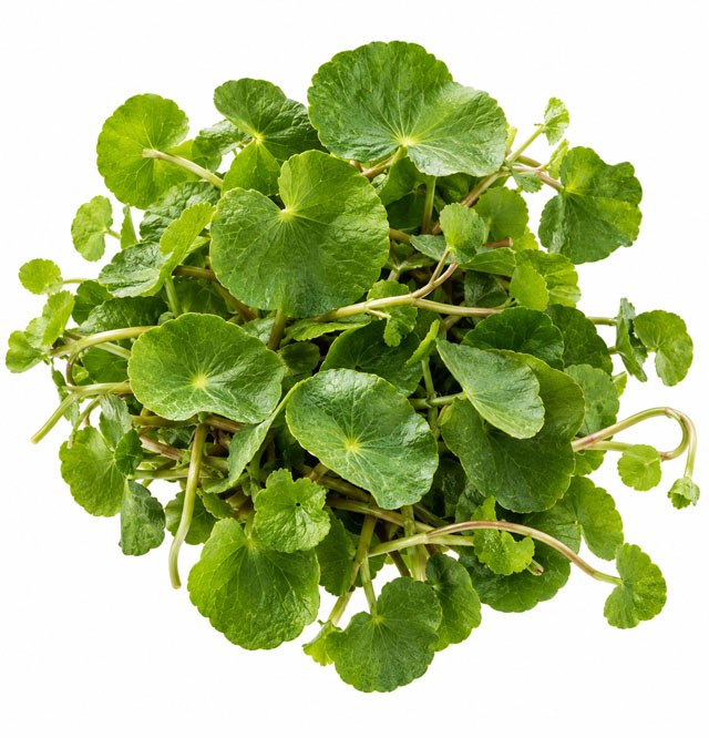 Wassernabelkraut