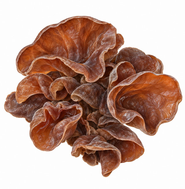 Auricularia
